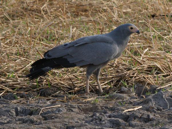 <h3><a href="/trips/gambia/biota/animalia/chordata/aves/017 accipitriformes/004 accipitridae/polyboroides typus/polyboroides typus-nl.html">Polyboroides&nbsp;typus</a> / African&nbsp;harrier‑hawk / Kaalkopkiekendief</h3>OM-1 Mark II met OLYMPUS M.150-400mm F4.5 TC, 1/2000 sec  bij F5.6, ISO 1250, afstand 49.4&nbsp;m